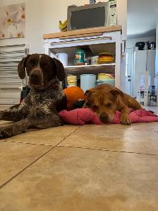 free dog - Photo 6