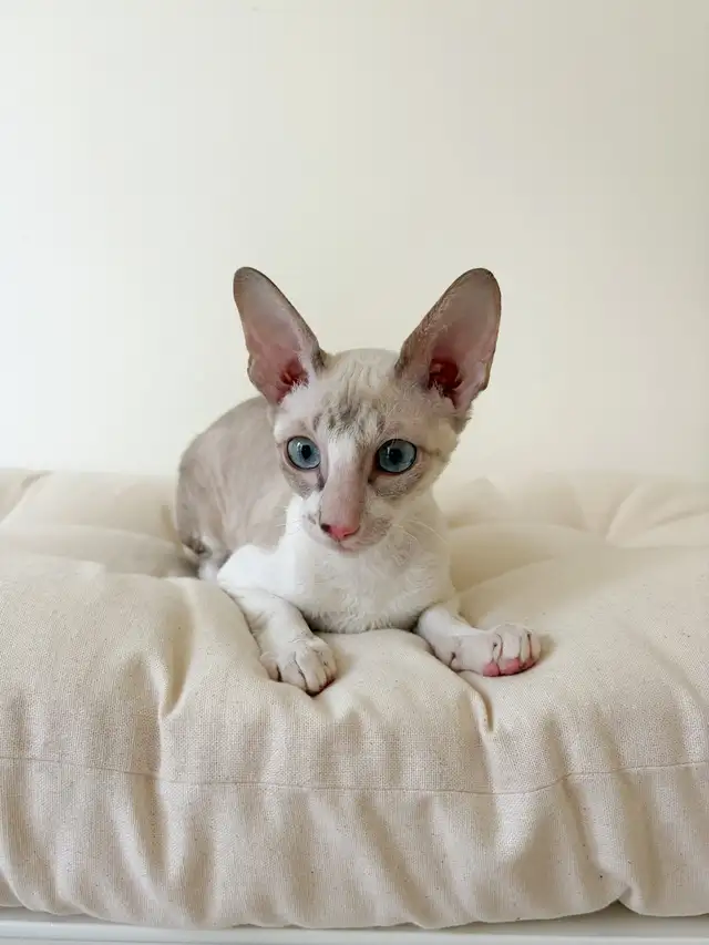 chaton Rex Cornish