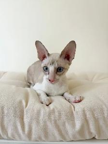 chaton Rex Cornish