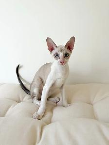 chaton Rex Cornish - Photo 2