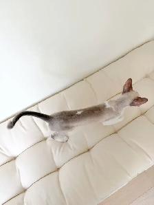 chaton Rex Cornish - Photo 3