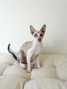 chaton Rex Cornish - Photo 4