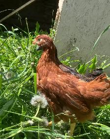15 week pullets for sale !