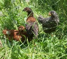 15 week pullets for sale ! - Photo 2