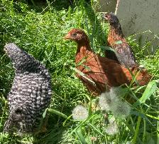15 week pullets for sale ! - Photo 3