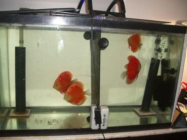 FOR SALE 4 RED FANDA DISCUS 5 TO 6 INCH $300 ( BEST OFFER )