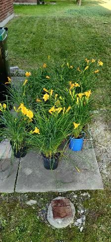 1 Gallon Stella d'Oro Daylilies for sale