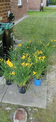 1 Gallon Stella d'Oro Daylilies for sale - Photo 2