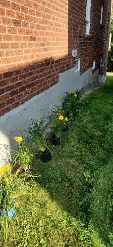 1 Gallon Stella d'Oro Daylilies for sale - Photo 3