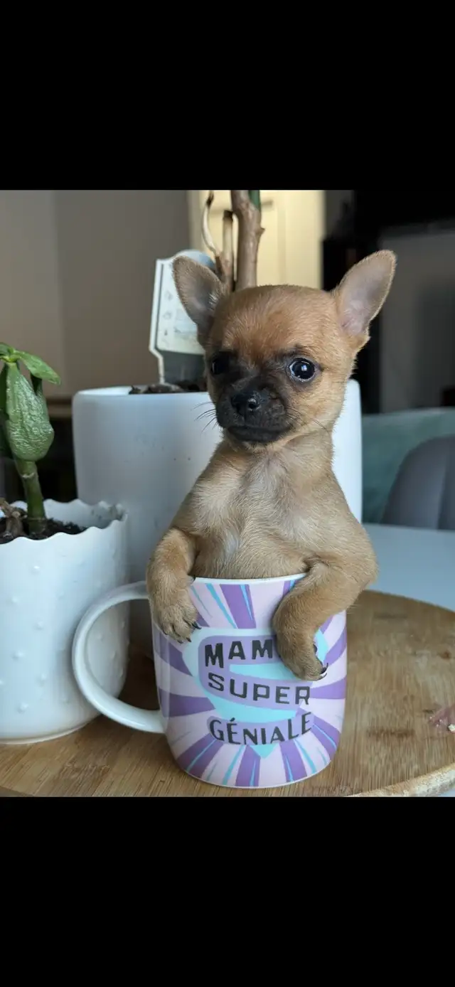 chihuahua miniature