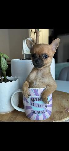 chihuahua miniature