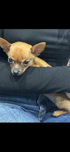 chihuahua miniature - Photo 3