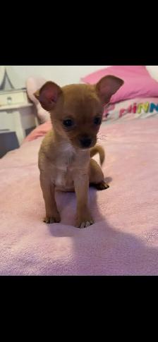 chihuahua miniature - Photo 4