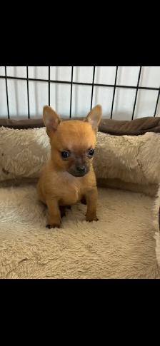 chihuahua miniature - Photo 5