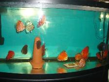 FOR SALE BEAUTIFUL DISCUS $70 EACH ( 3 FISH FOR $200 ) - Photo 3