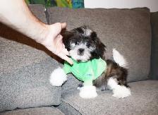Chiots Malshi(Bichon Maltais x Shihtzu) - Photo 4