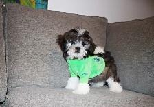 Chiots Malshi(Bichon Maltais x Shihtzu) - Photo 5