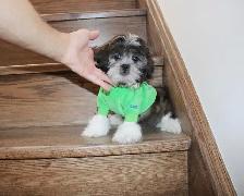 Chiots Malshi(Bichon Maltais x Shihtzu) - Photo 6