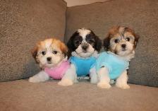 Chiots Malshi(Bichon Maltais x Shihtzu) - Photo 7