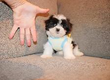 Chiots Malshi(Bichon Maltais x Shihtzu) - Photo 8