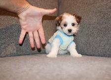 Chiots Malshi(Bichon Maltais x Shihtzu) - Photo 9