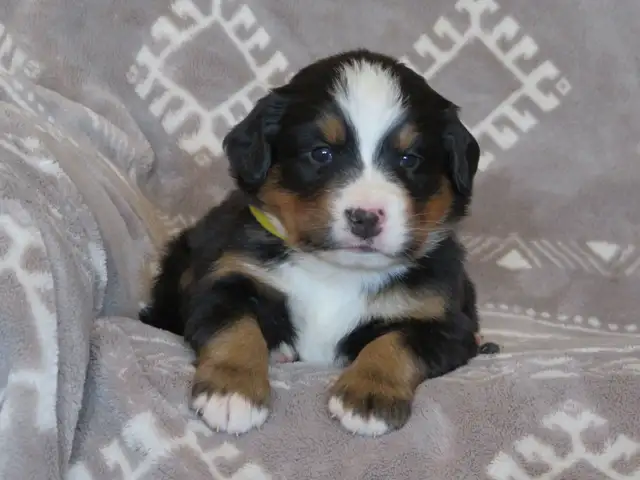 Strikingly Beautiful Bernese Mtn Puppies!