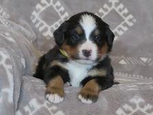 Strikingly Beautiful Bernese Mtn Puppies!