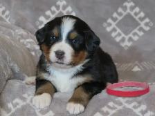 Strikingly Beautiful Bernese Mtn Puppies! - Photo 2