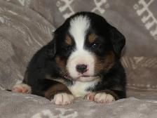 Strikingly Beautiful Bernese Mtn Puppies! - Photo 3