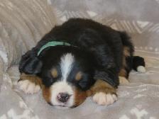 Strikingly Beautiful Bernese Mtn Puppies! - Photo 4