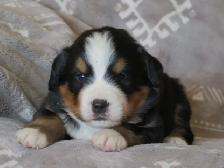 Strikingly Beautiful Bernese Mtn Puppies! - Photo 5
