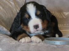 Strikingly Beautiful Bernese Mtn Puppies! - Photo 6