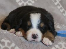 Strikingly Beautiful Bernese Mtn Puppies! - Photo 7