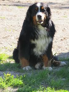 Strikingly Beautiful Bernese Mtn Puppies! - Photo 8