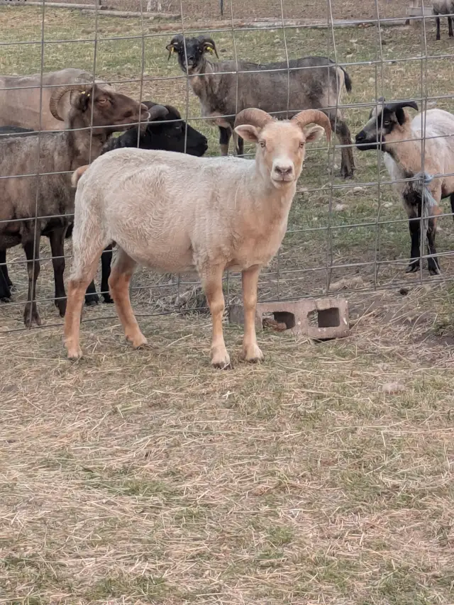 Icelandic Ewes