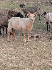 Icelandic Ewes