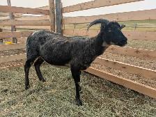 Icelandic Ewes - Photo 2