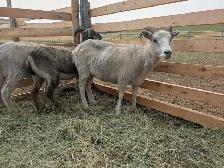 Icelandic Ewes - Photo 3