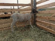 Icelandic Ewes - Photo 4