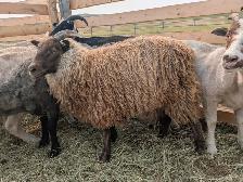 Icelandic Ewes - Photo 5