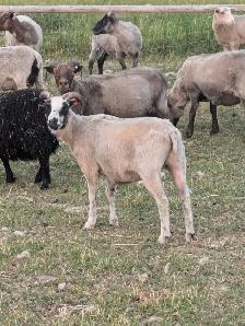 Icelandic Ewes - Photo 6