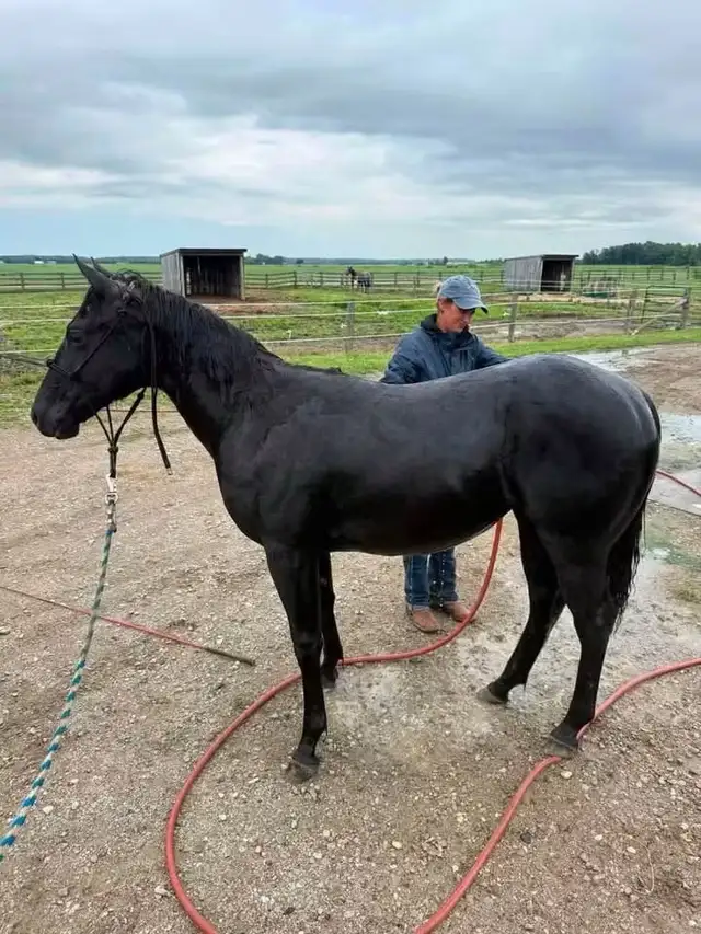 registered quarter  horses