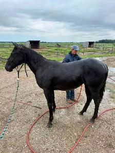 registered quarter  horses