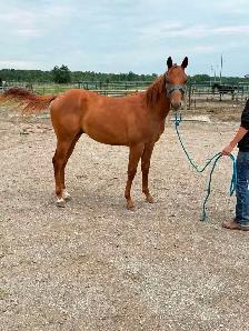 registered quarter  horses - Photo 2