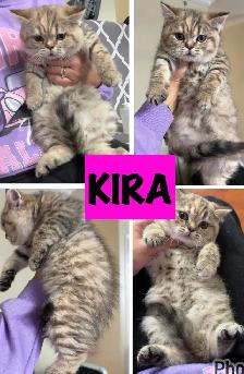 2 SCOTTISH KITTEN | BOY & GIRL - Photo 2