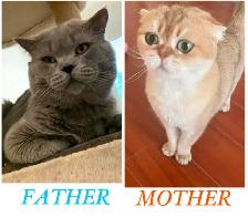 2 SCOTTISH KITTEN | BOY & GIRL - Photo 3