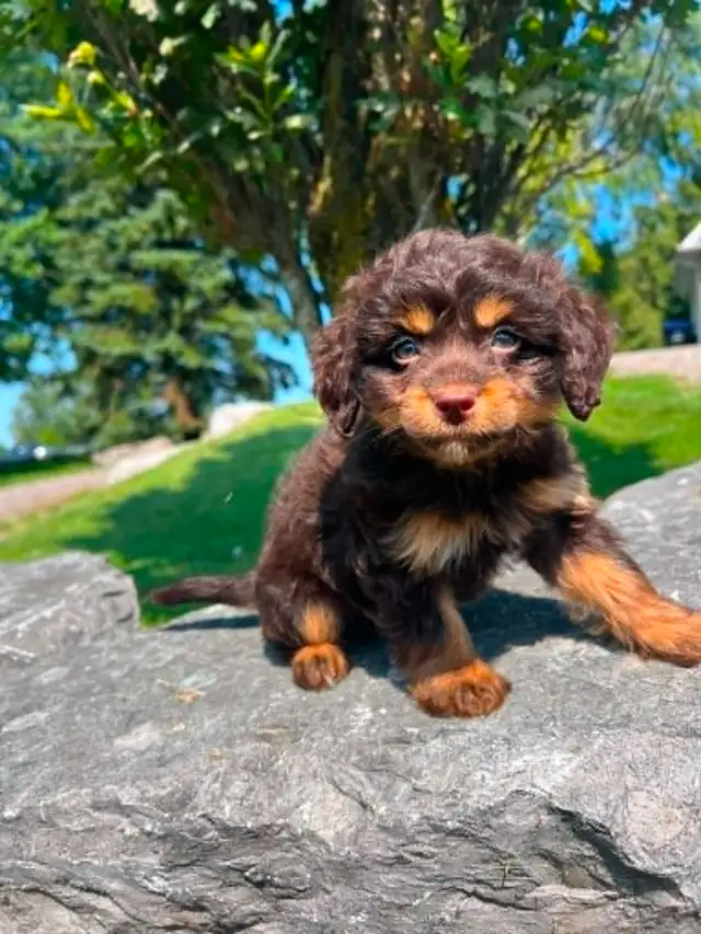 Tiny Poochi (poodle and chihuahua) puppy