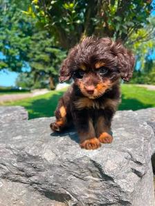 Tiny Poochi (poodle and chihuahua) puppy - Photo 2