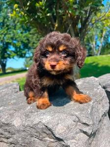 Tiny Poochi (poodle and chihuahua) puppy - Photo 3
