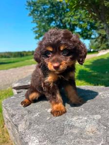 Tiny Poochi (poodle and chihuahua) puppy - Photo 4